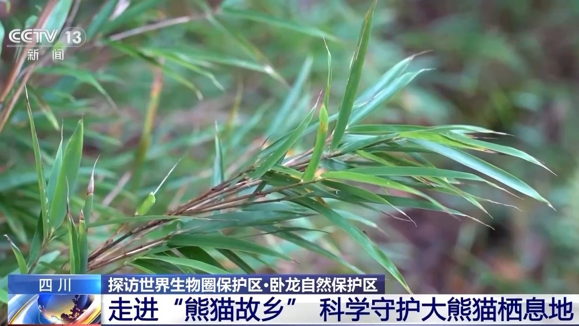 央媒看四川丨大熊猫的“口粮”咋守护？走进它们的老家一探究竟