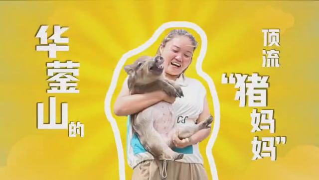 微视频丨从养猪小白到行家里手，看她如何让猪圈生活成为励志传奇