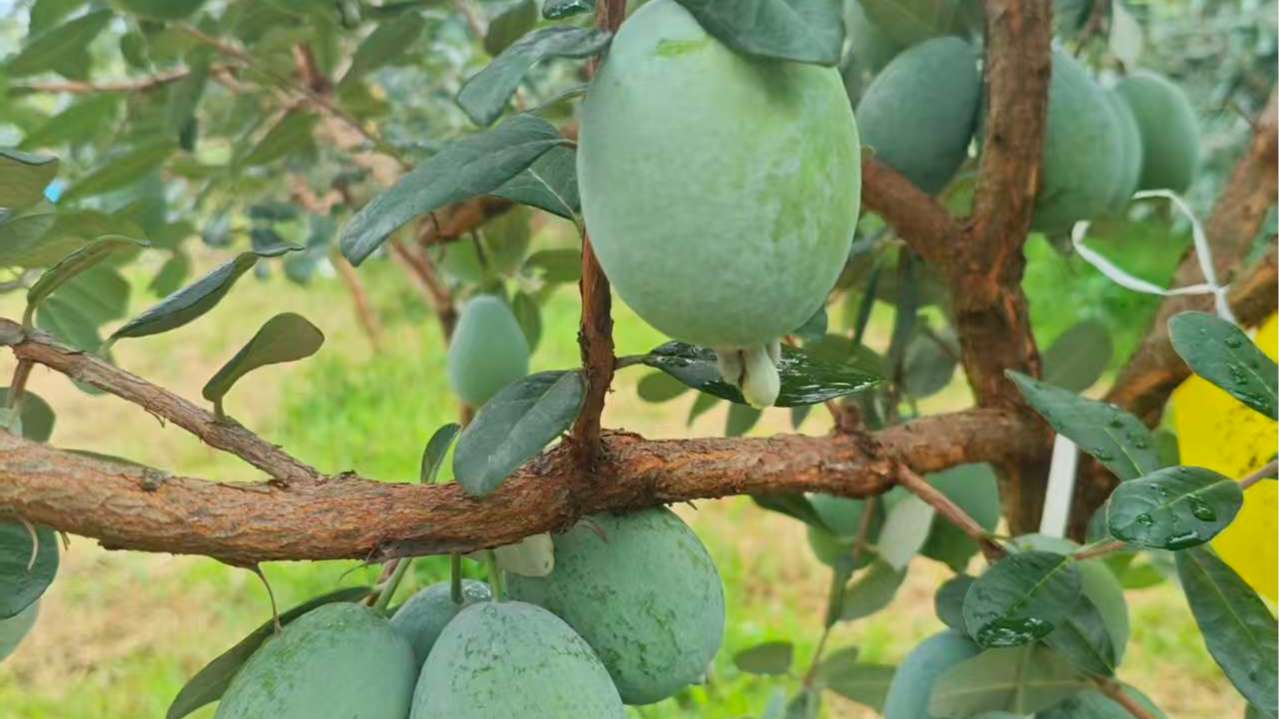 八年“种”一果 广元苍溪新农人让南美珍果本土化