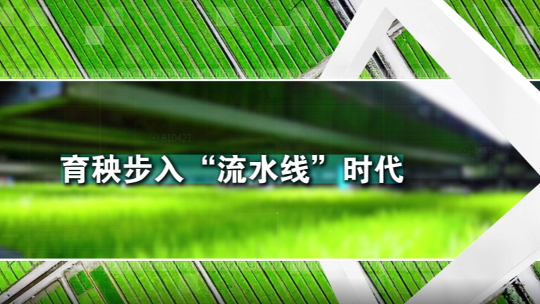 理响巴蜀丨育秧步入“流水线”时代