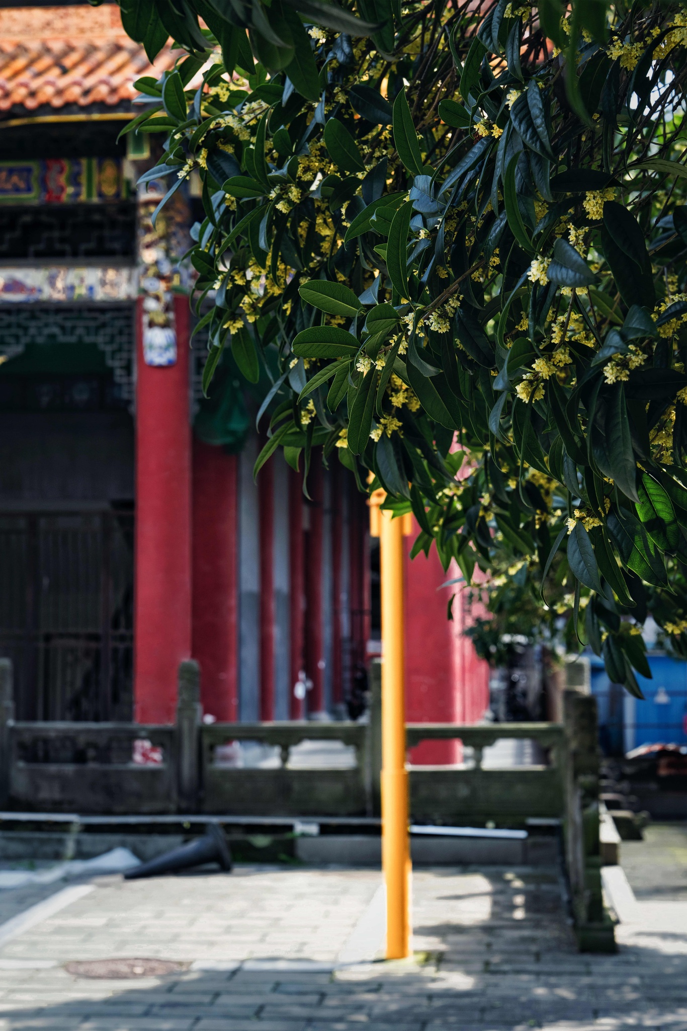 20230925文庙桂花.jpg