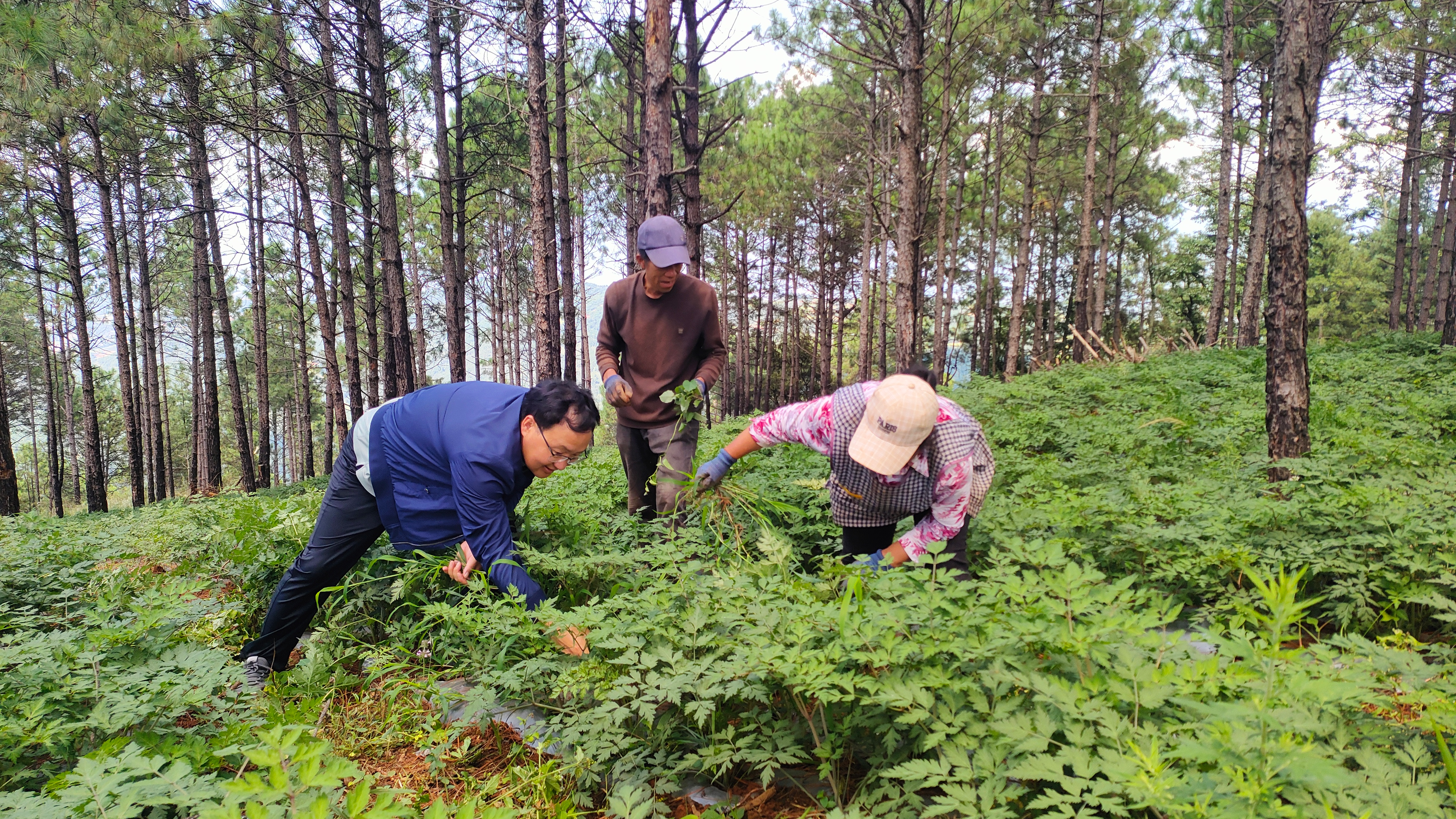 从贫瘠荒山到金山银山 一家两代人的绿色故事