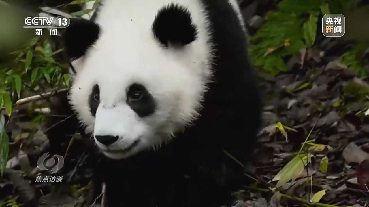 央媒看四川丨国家公园体制改革10周年 这地探索的新模式被联合国点赞