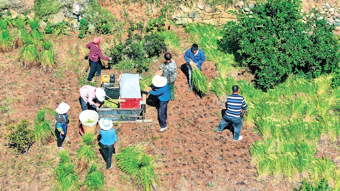 编号5287的“石验田”：山区县的“寻稻之路”