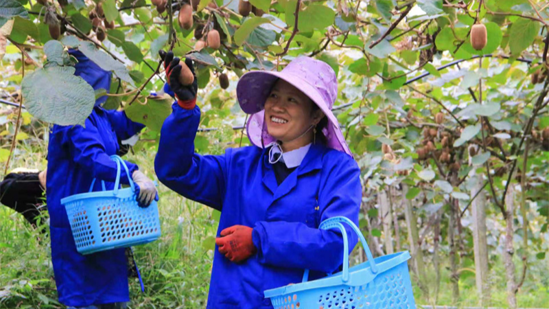 泸州：“一颗果”做成“一条链”，呐喊村这条路越走越有奔头