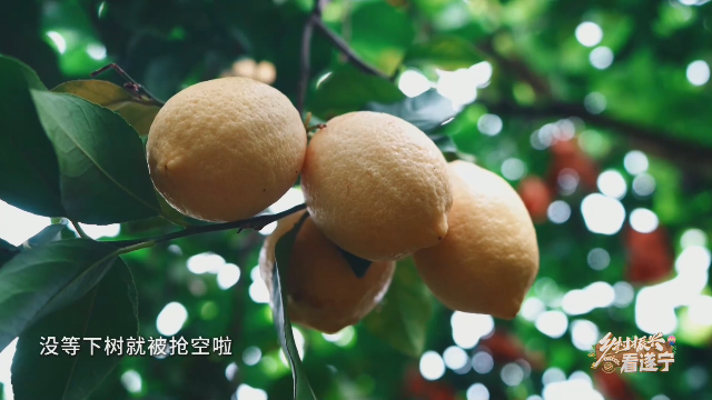 微视频丨遂宁市西眉镇：一颗柠檬的“逆袭剧本”