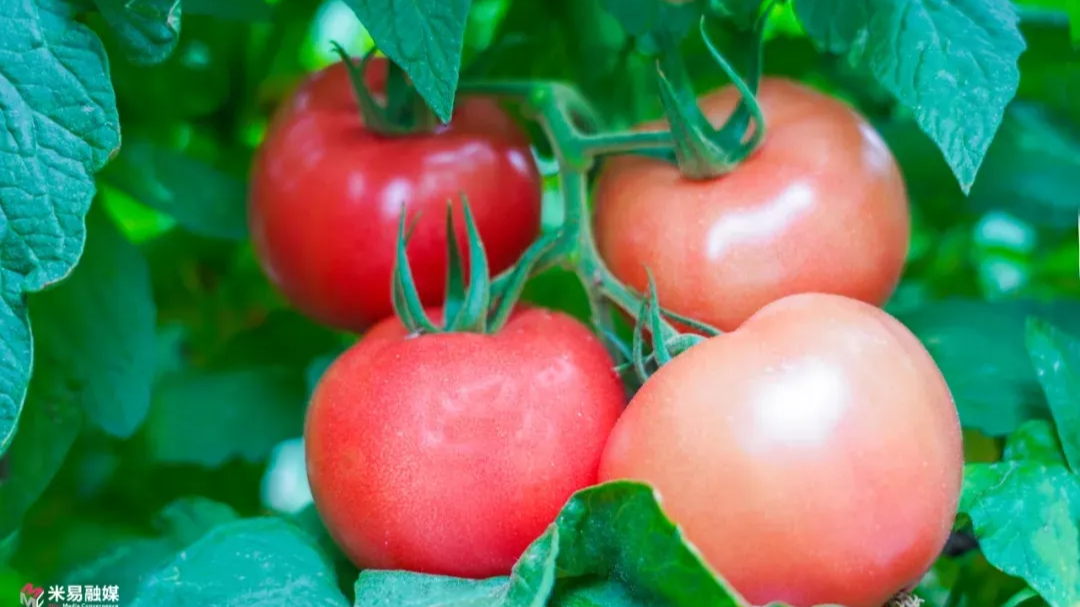 “身价”过亿！看看攀枝花米易这个宝贝的火红年华