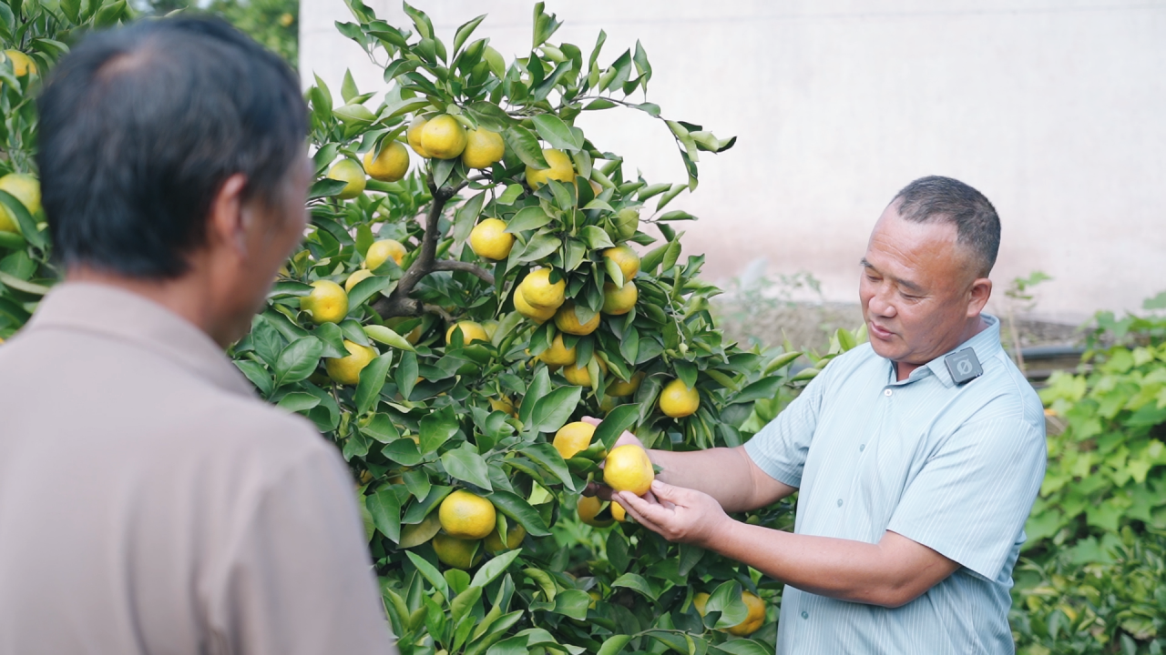 一颗匠心种好橘：走遍27万亩橘林传技只为硕果盈枝