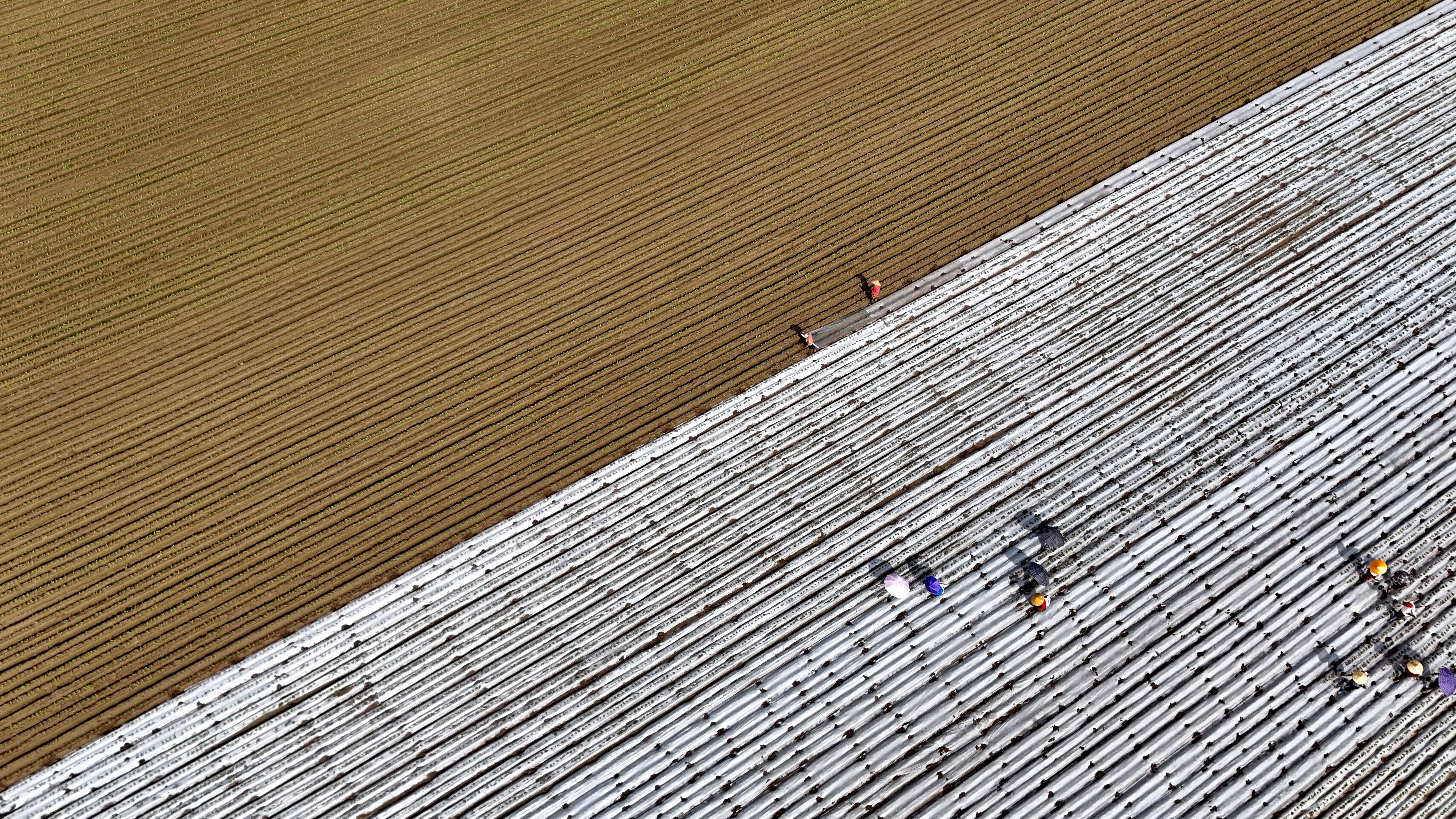 南充蓬安：田畴沃野绘新景