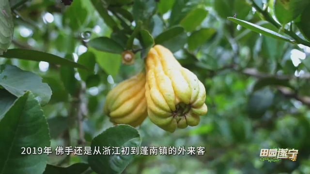 微视频｜遂宁：从浙江“外来客”到四川“实力派”，三千亩佛手点土成金