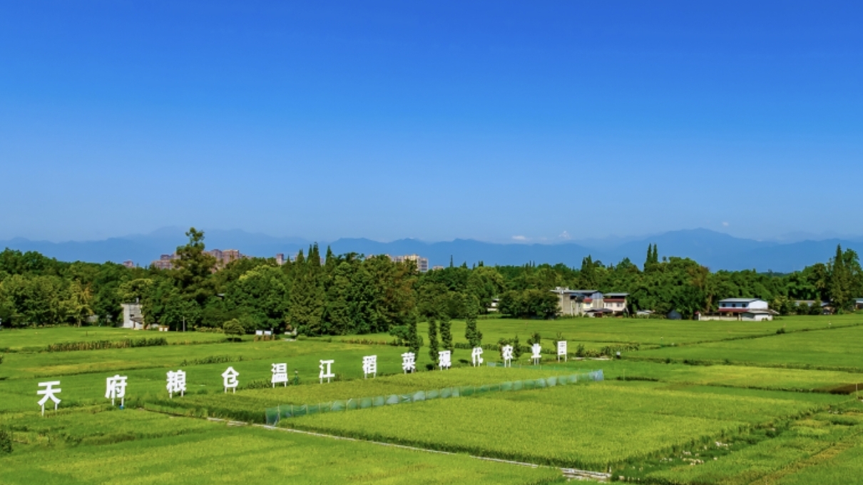 微周刊｜成都区（市）县党政“一把手”本周在忙啥