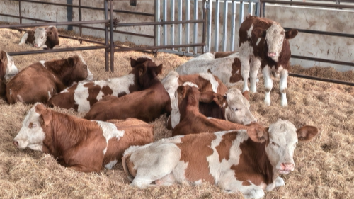 央媒看四川丨三台县“秸秆换肉”率先破局——四川何时全域打通秸秆饲料化堵点？