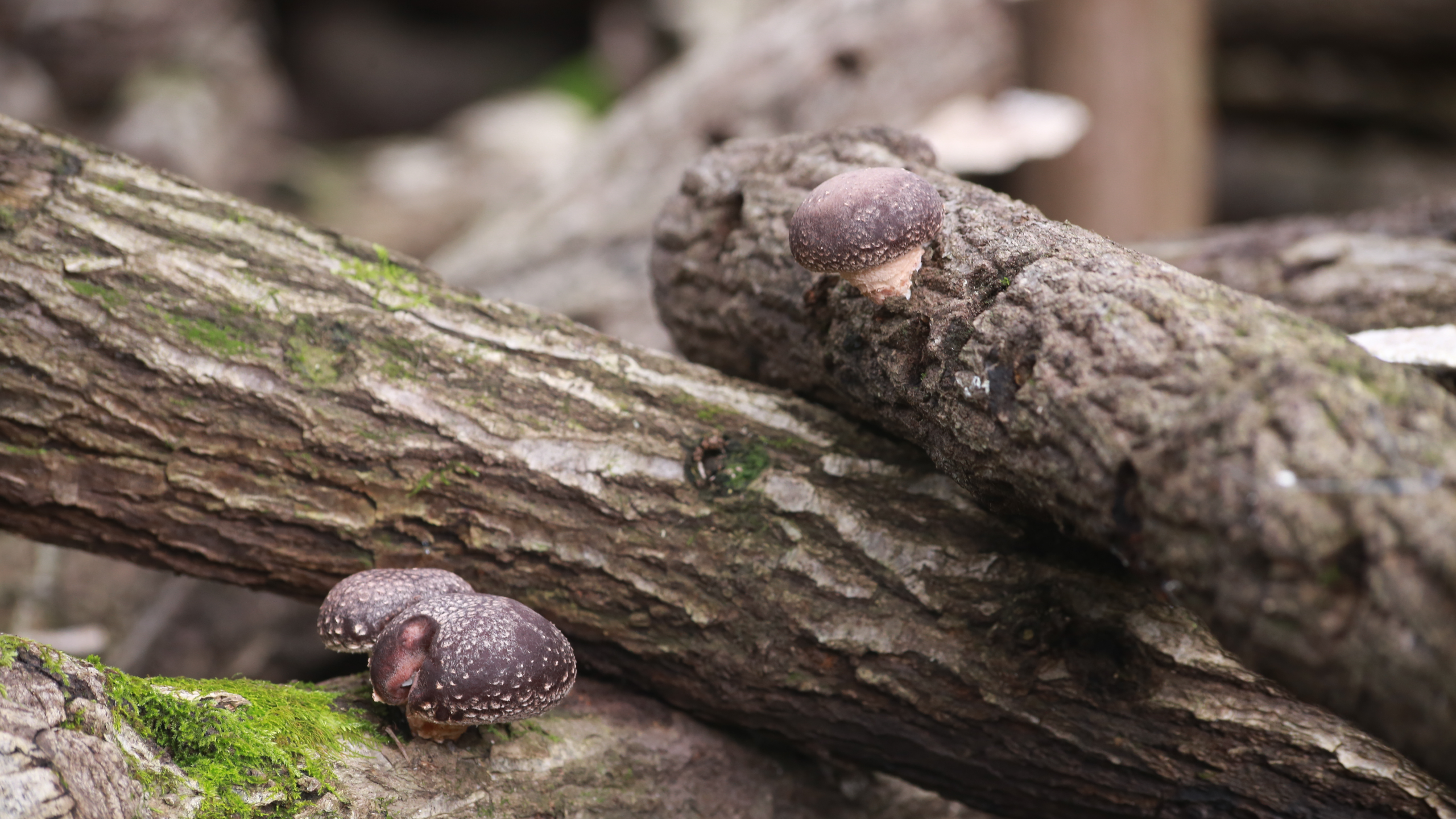 达州万源传统“老手艺”叩开乡村“致富门”