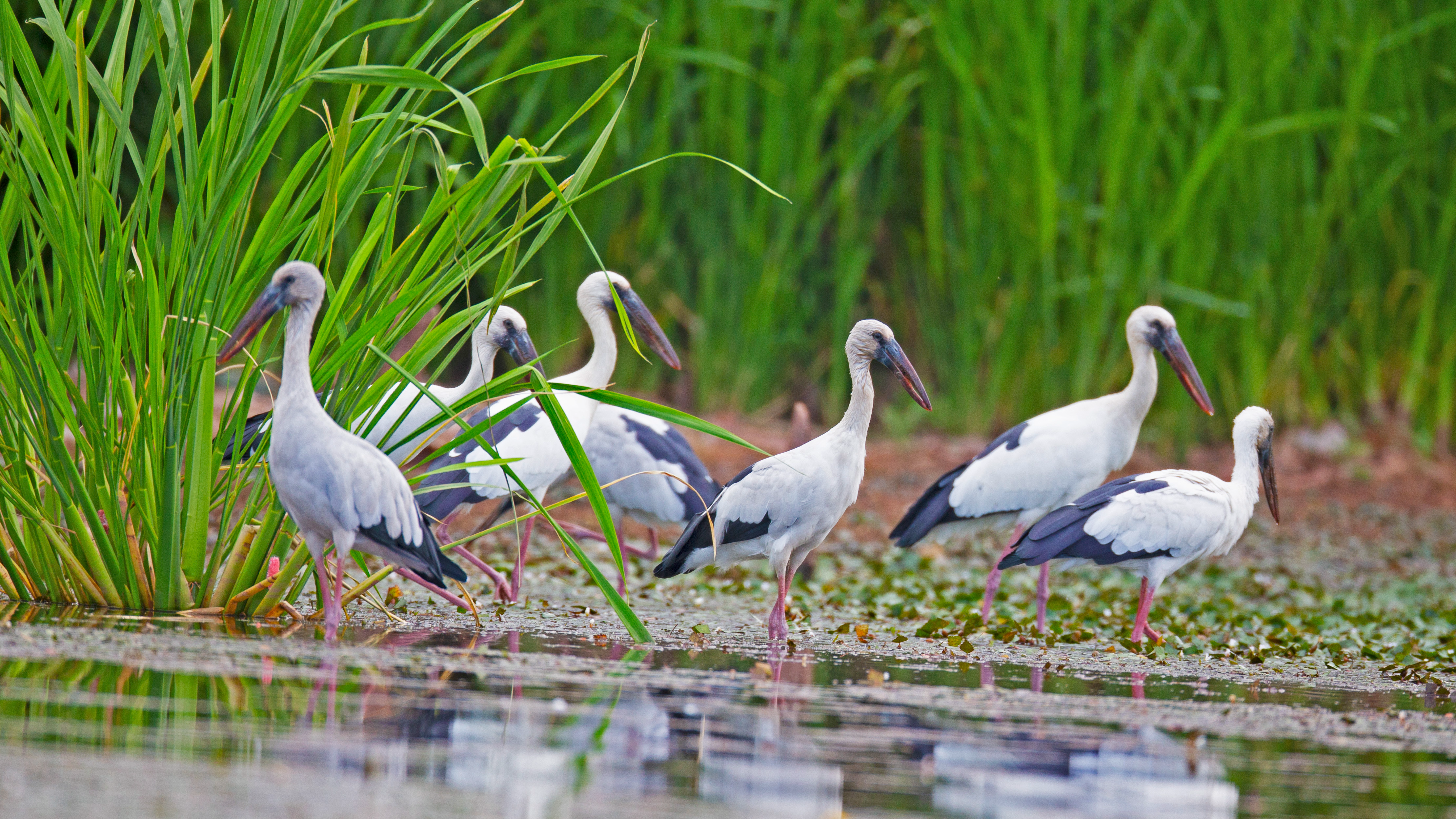一位摄影师的镜头日记：五年记录，见证凉山生态之变