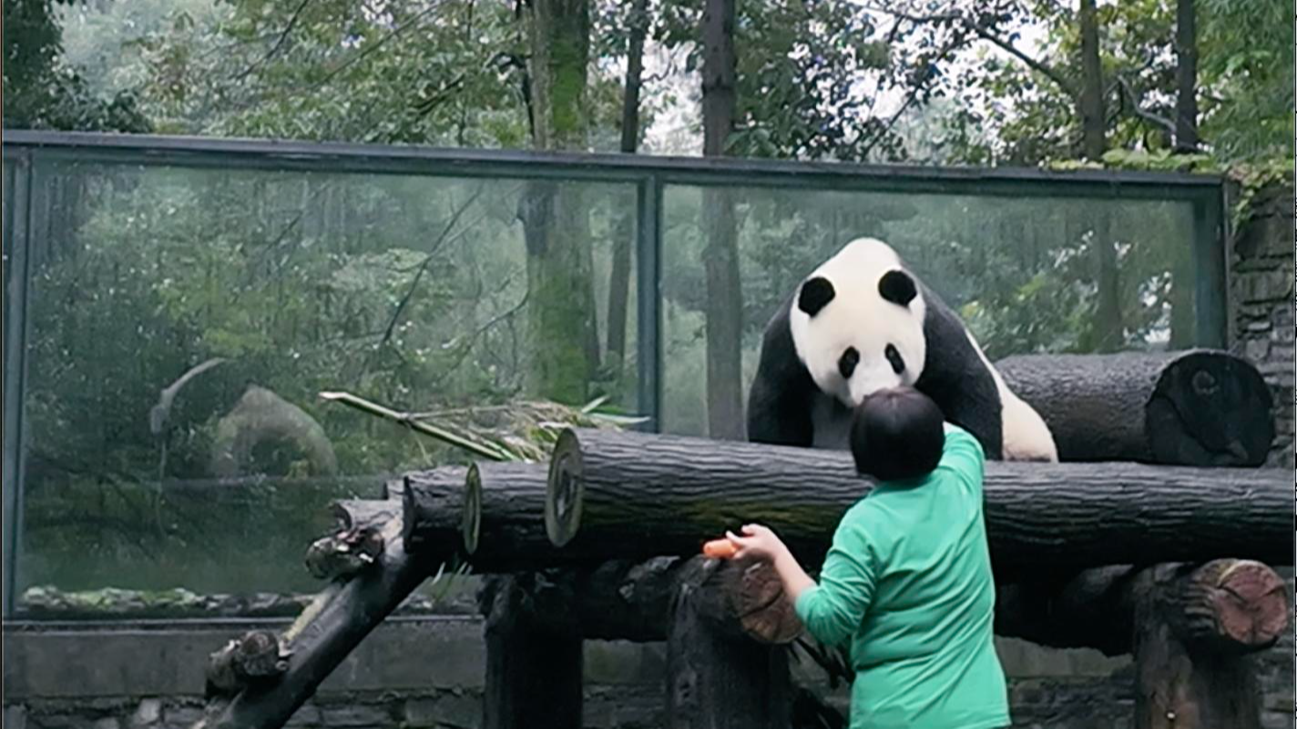 “熊猫养老院”里的宝贝