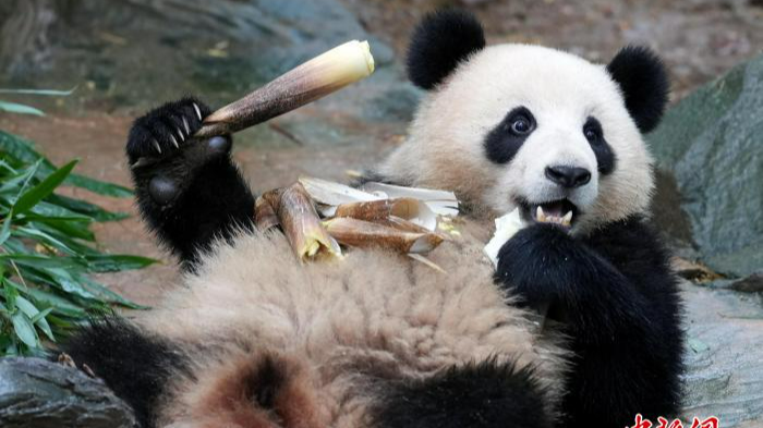 大熊猫跨洋“圈粉” “萌力”吸引全球游客潮涌四川