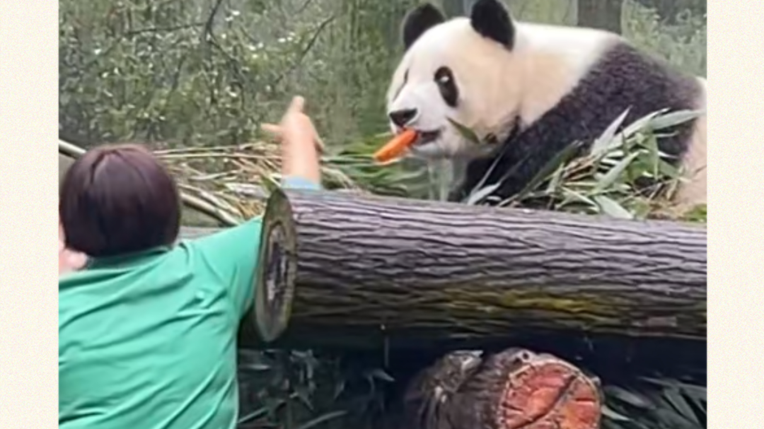 国宝们的慢时光 | 探访全球唯一 “熊猫养老院”！