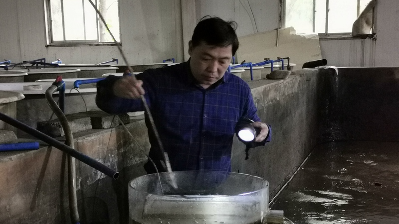 宜宾长宁：三十载坚守深山 周亮为长江鲟守住生命火种