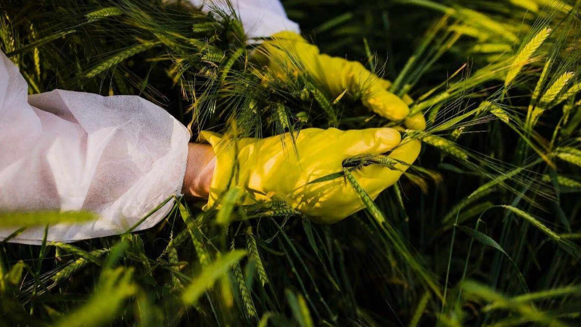 斩断田间窃密黑手！间谍在我国搜集农作物基因数据