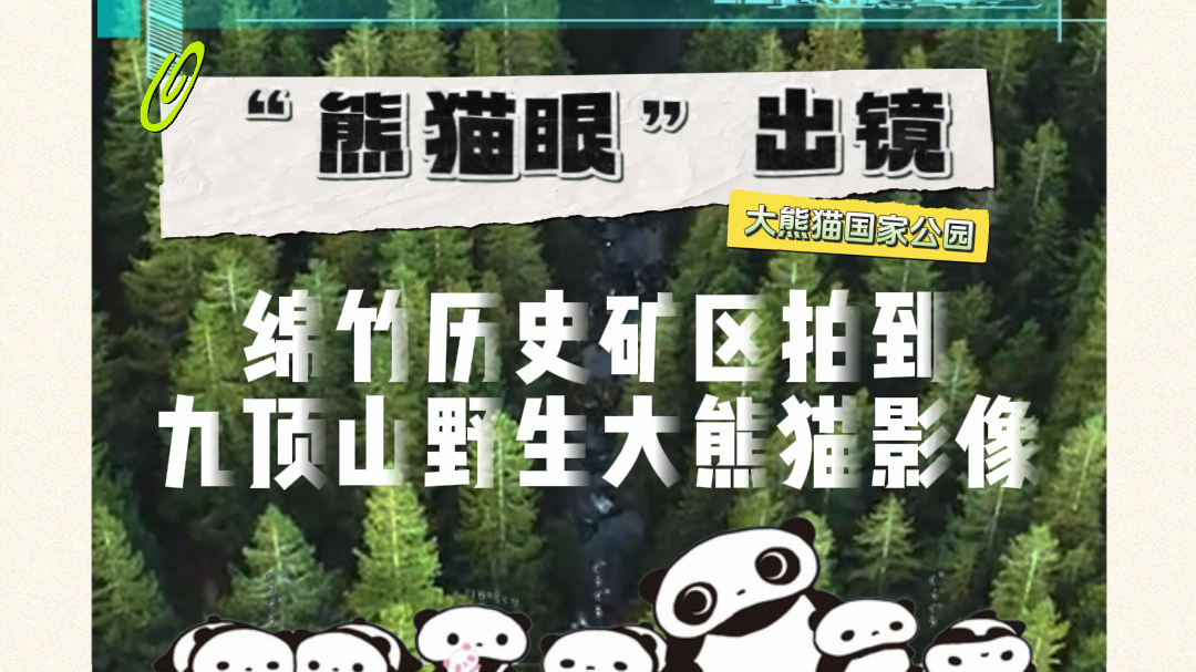 神奇动物在四川 | “熊猫眼”入进镜头  绵竹历史矿区首次捕捉到九顶山野生大熊猫影像