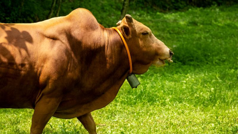 全国肉牛全产业链会议落户巴中：一头“空山牛”如何走出科技突围路？