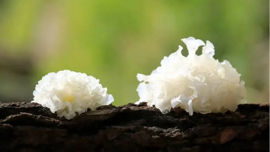在大巴山深处，有一朵会开花的“白色黄金”