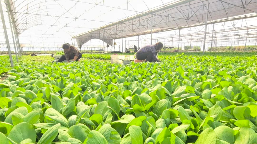 小小“菜篮子”！背后藏着成都龙泉驿的民生“大工程”