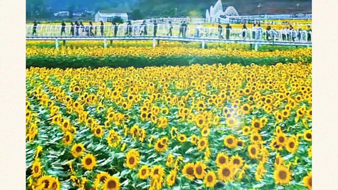 在四川遇见“莫奈的花园”，就把这连日的阴郁交给向日葵来治愈吧~