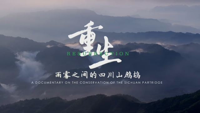 微视频丨守护“鸟中大熊猫” 四川山鹧鸪的“浴火重生”记