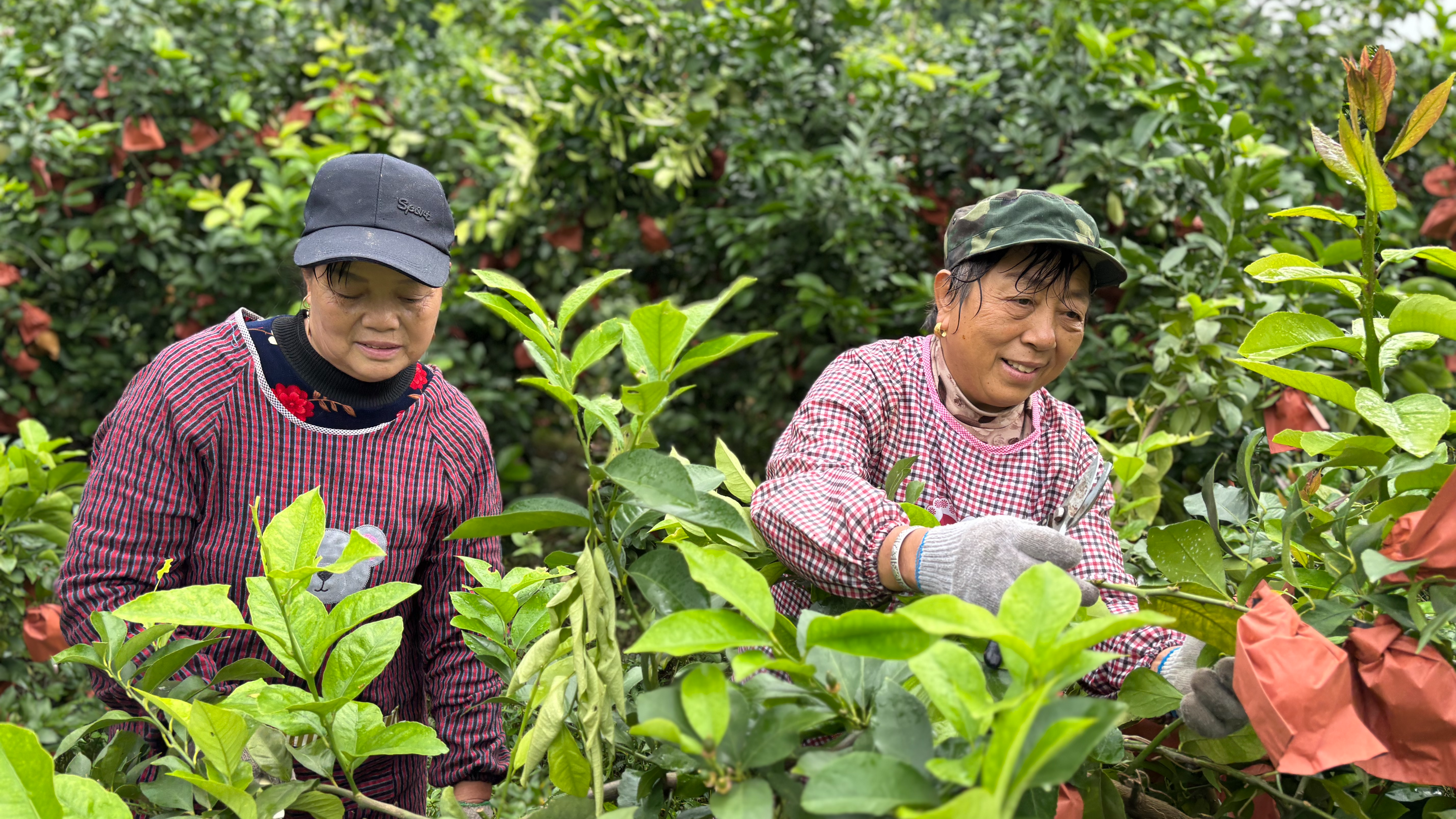 达州渠县：一颗柠檬的价值跃升之路