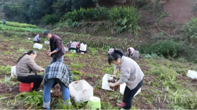 宜宾：24小时，10000余斤生姜售罄！这场爱心接力让人泪目