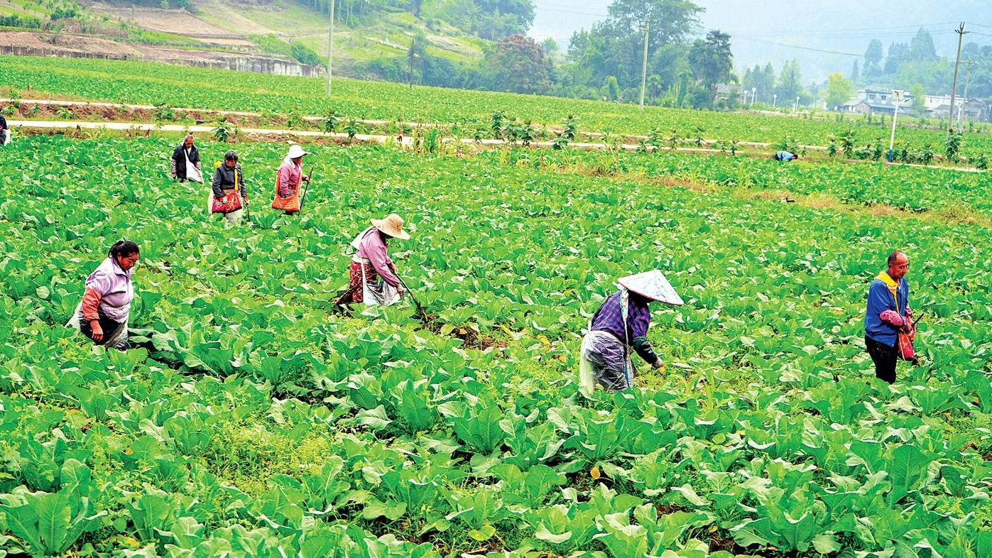雅安：“菜篮子” 托稳民生“幸福值”