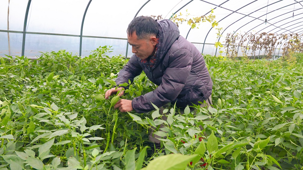 我的“十四五”丨广元：放下钢筋拿起菜篮 新农人黄文茂返乡“种”出好日子