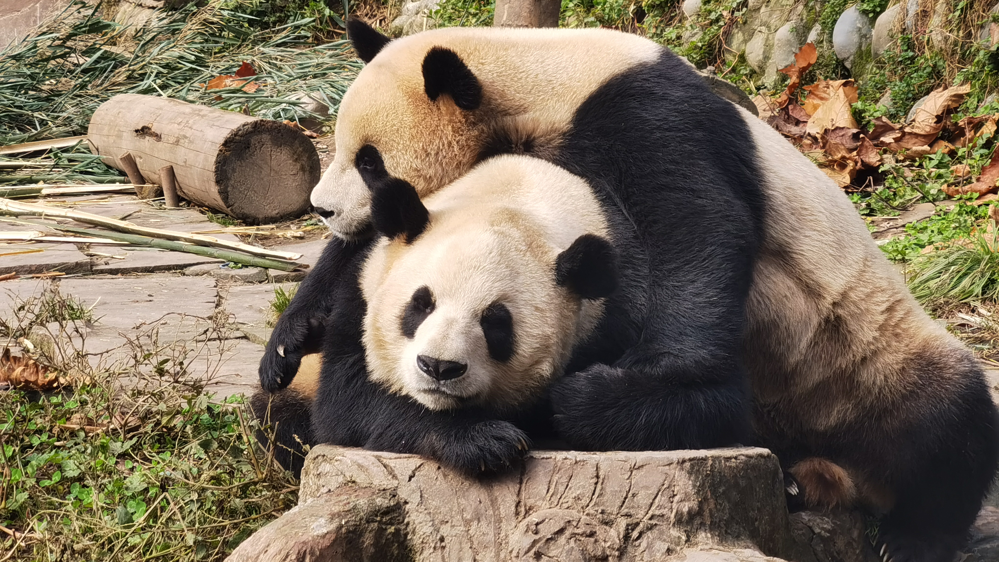 微视频丨国宝格局！大熊猫的“伞护效应”，藏着上万种动植物的生存密码