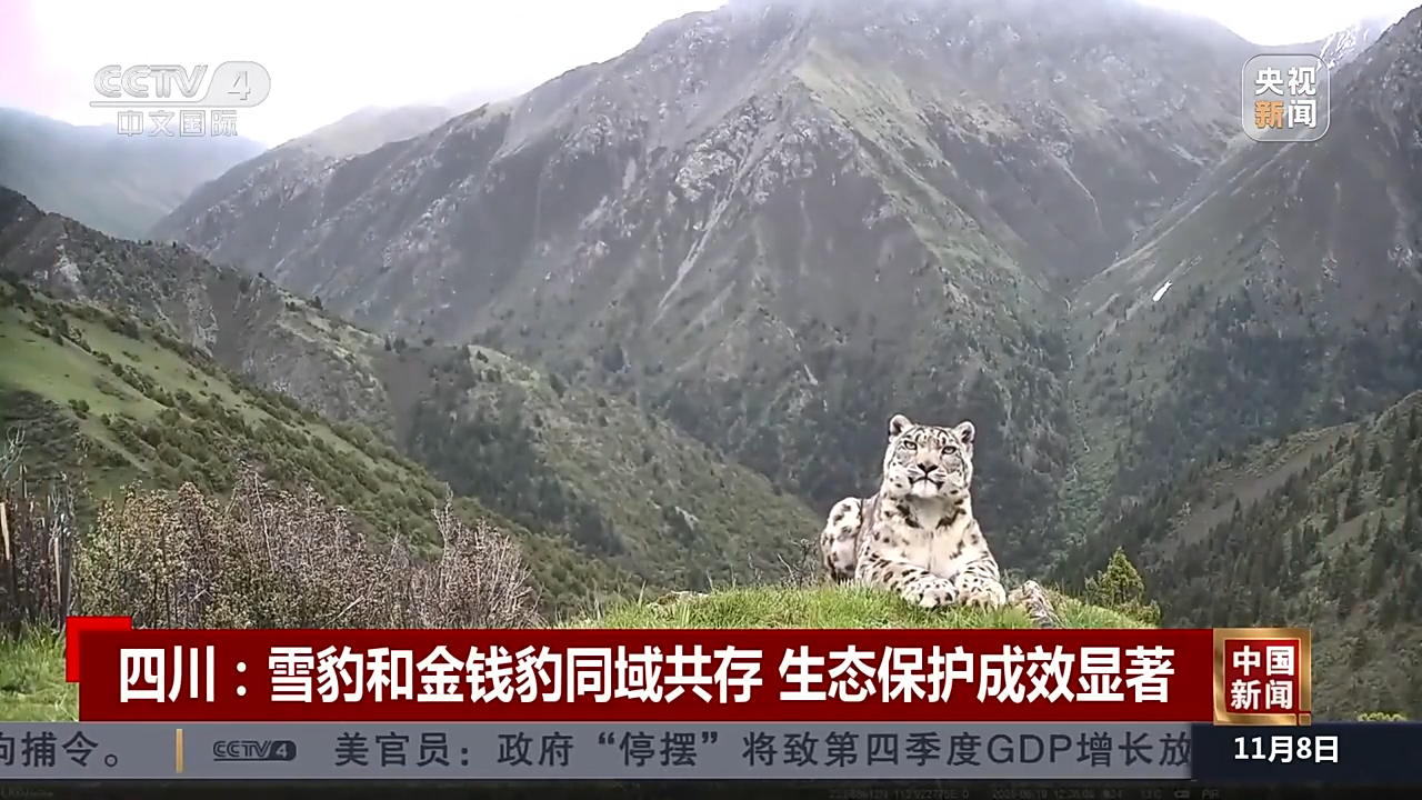 央媒看四川丨甘孜：雪豹和金钱豹同域共存 生态保护成效显著