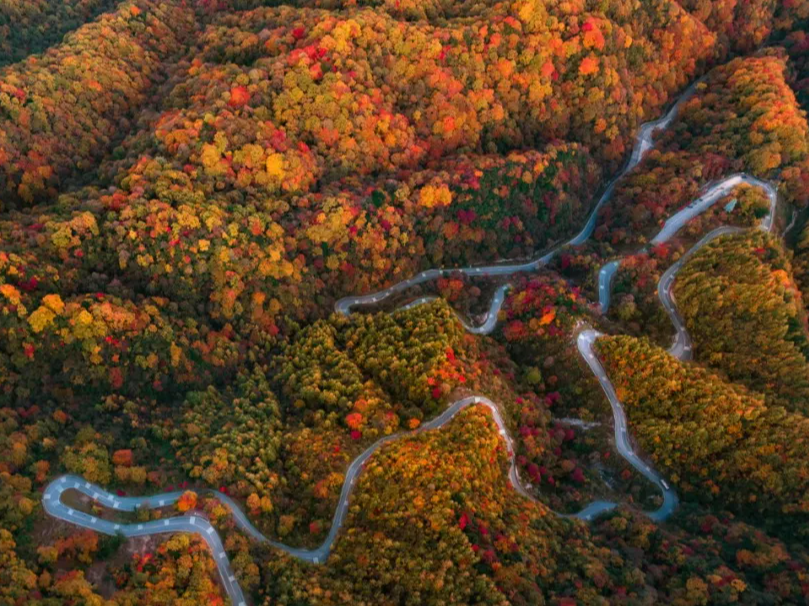 亚洲最大红叶区的限定浪漫，我们找到了！