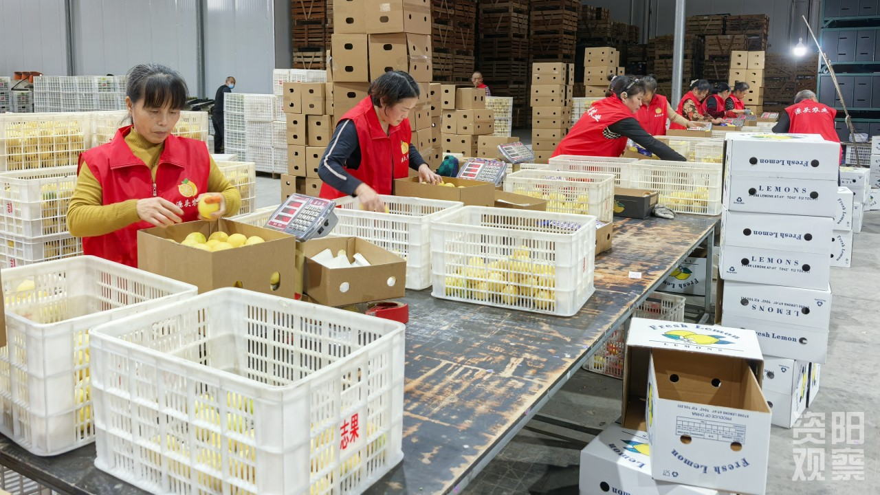 “双11”15年观察：安岳柠檬换条“赛道”闯世界