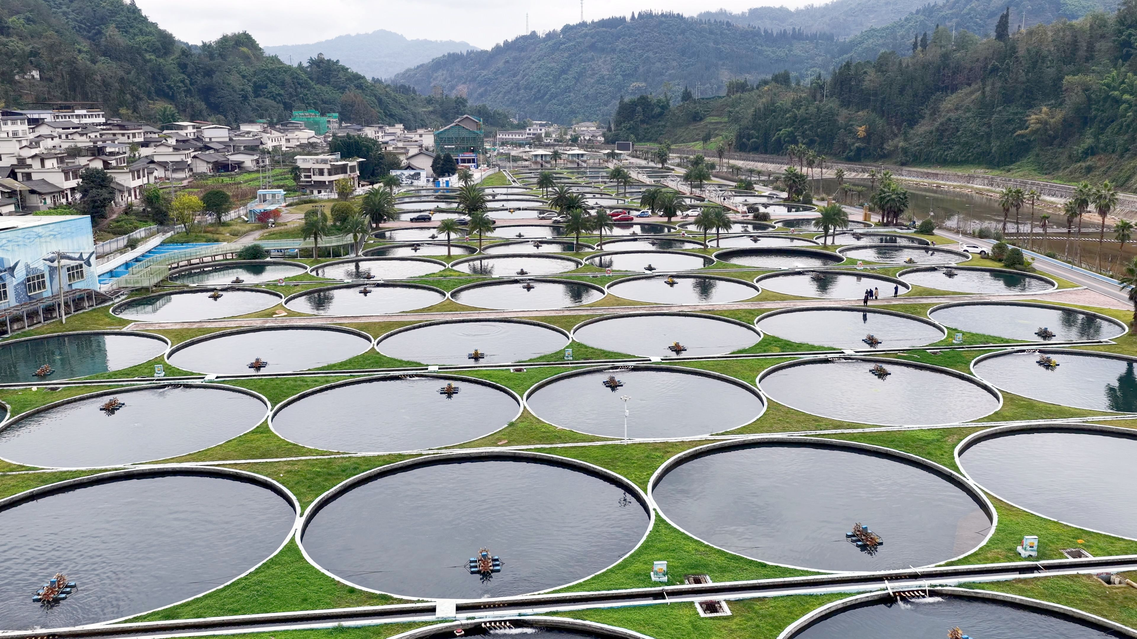 经济大省挑大梁调研行丨山里“游”出国际范，鱼子酱“杀”疯了！