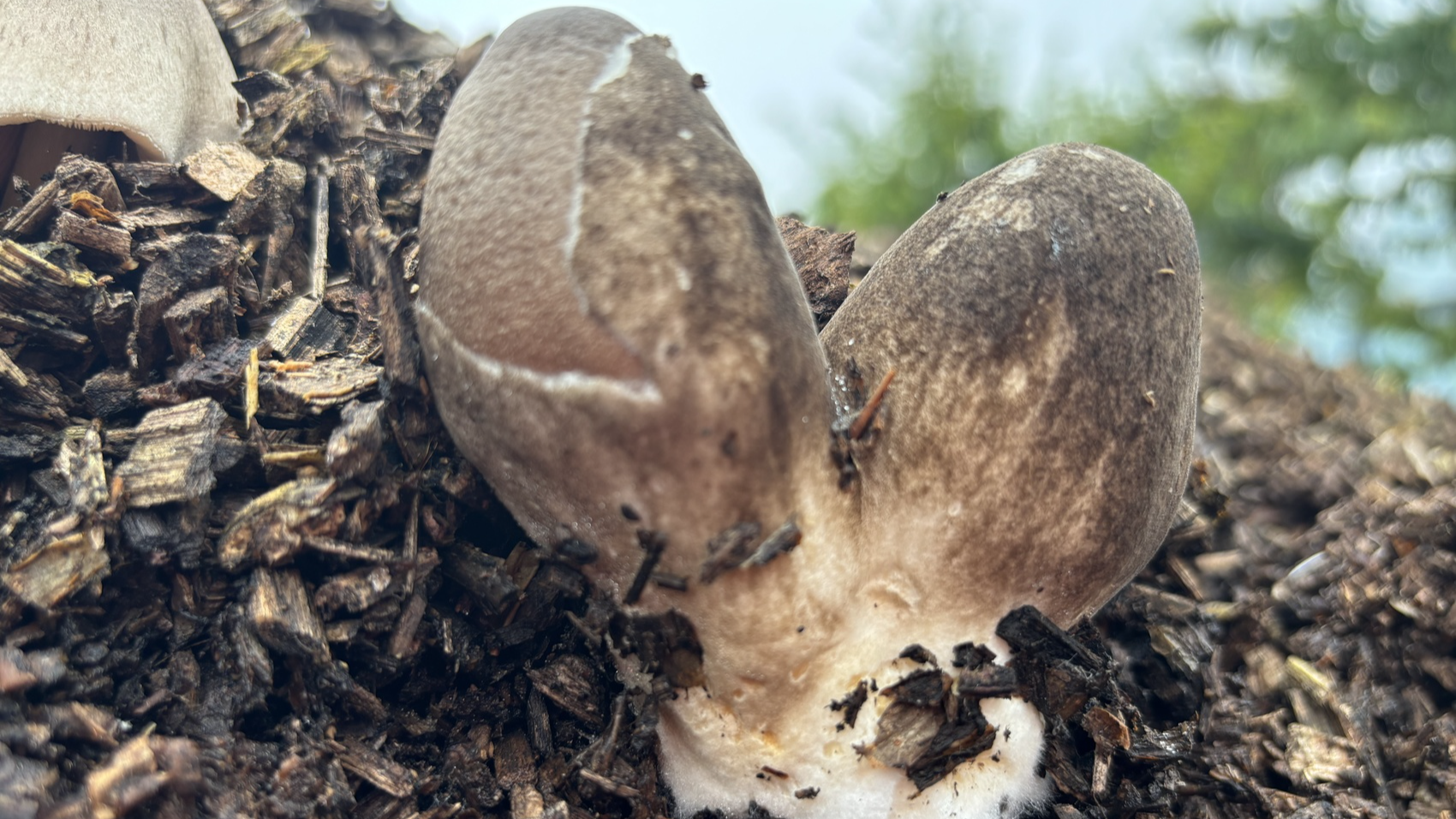 冬地生“夏菇”，成都金堂县发现低温型野生食用菌新品种