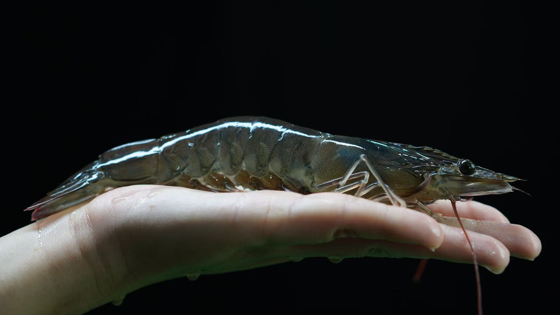 绵竹“造海”养出可生食对虾！一小时直达成德绵餐桌