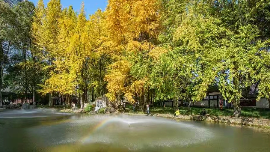 微周刊｜成都区（市）县党政“一把手”本周在忙啥