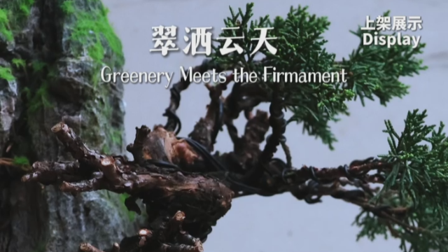 微视频丨遂州盆景：方寸之间见天地