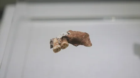 一根骨针的秘密：攀枝花是一万五千岁的“老辈子”？