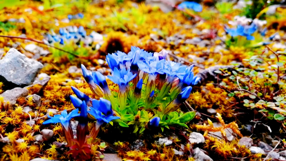 央媒看四川丨四川：科技赋能大熊猫国家公园生态保护
