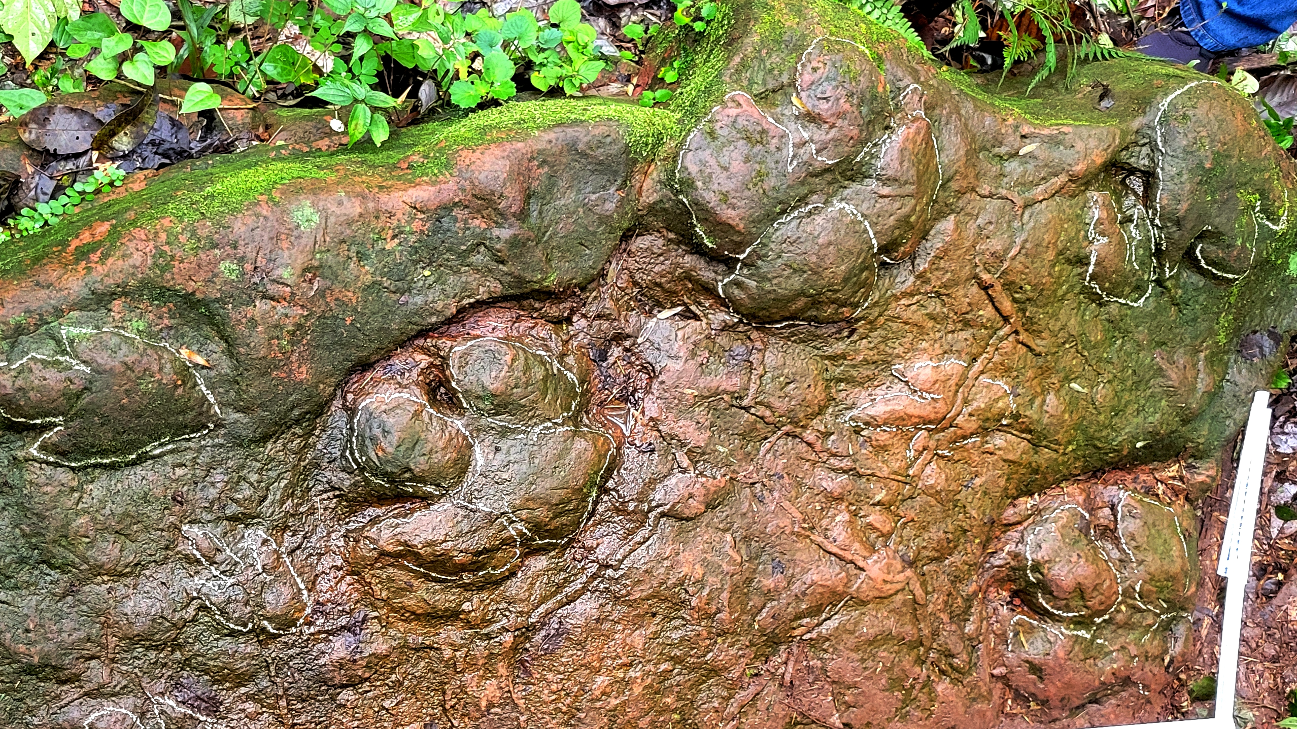 泸州古蔺：100平米路面藏大量古生物足迹群，还原1.2亿年前生态图景