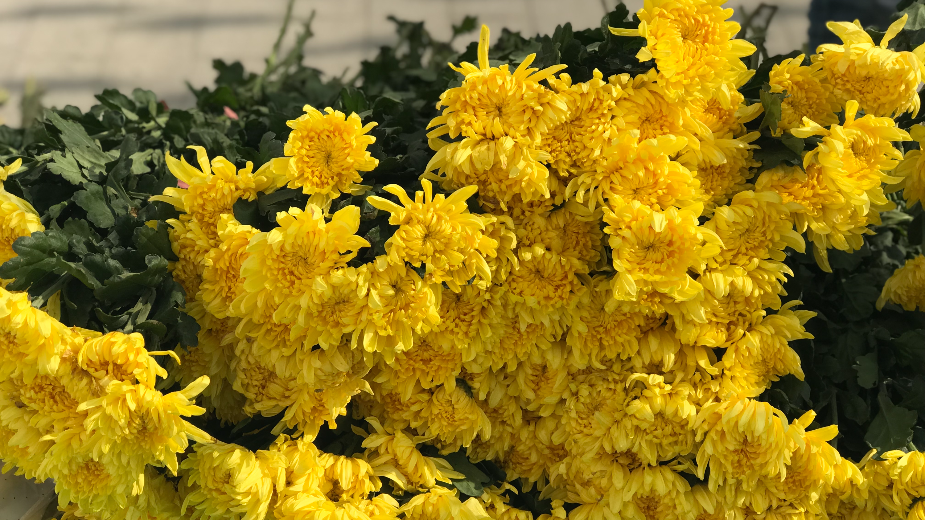 赏菊活动收官福利！人民公园菊花免费领，时间地点看这里→