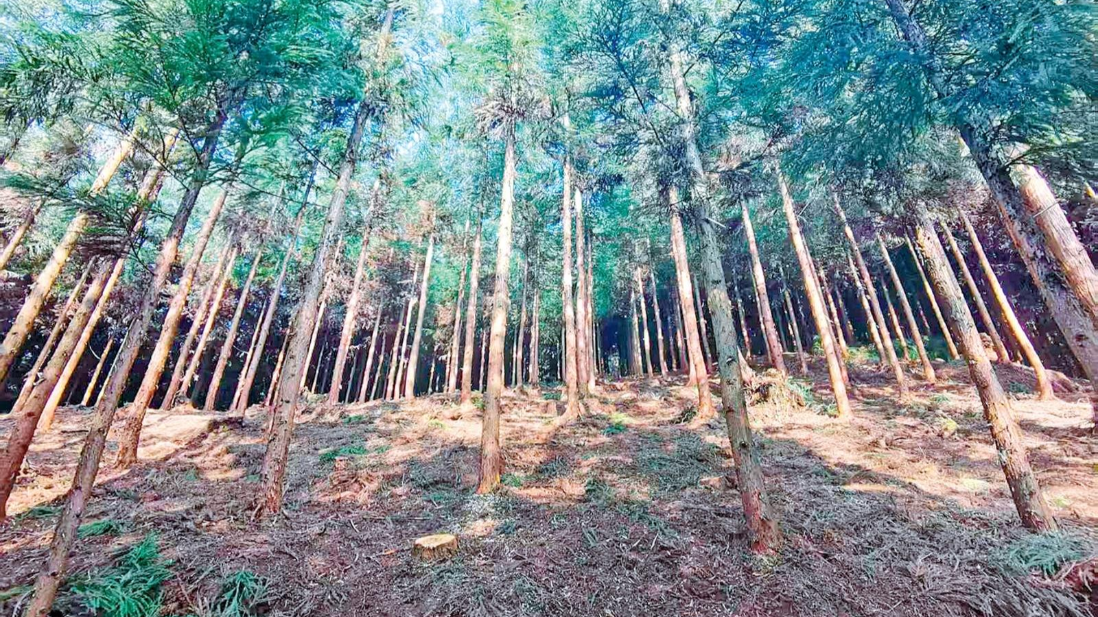 雅安：国有林场“牵小手” 七万亩集体林“活”起来