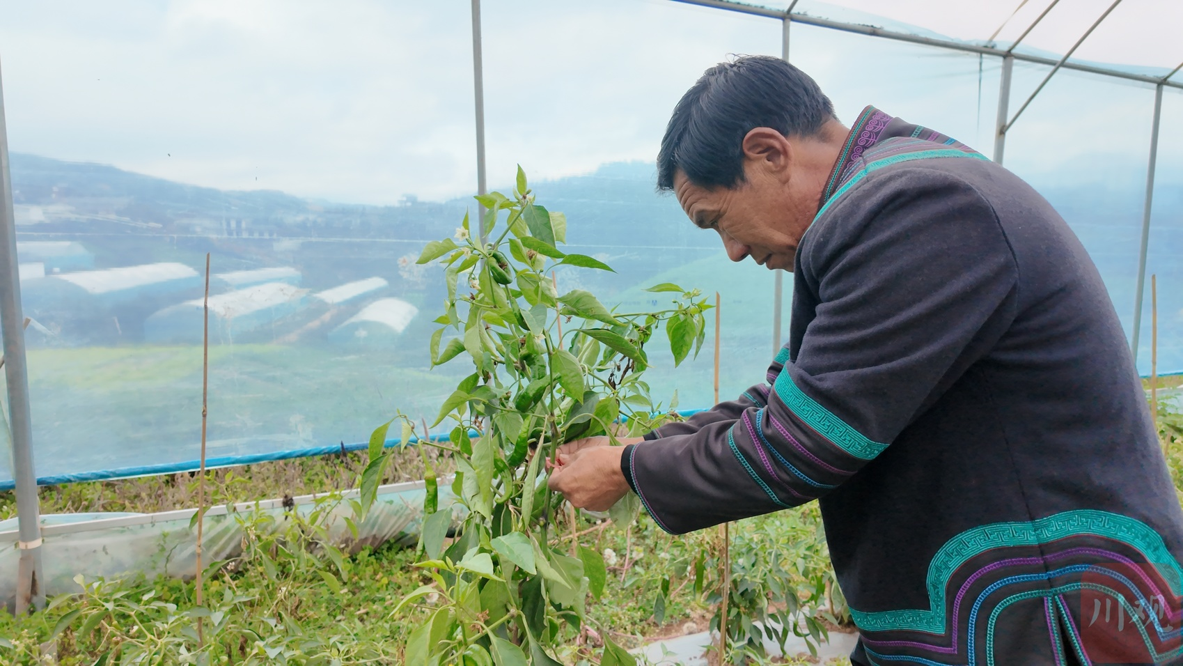 凉山火普村村民吉勒次子：变身“蓝莓叔”，收入翻一番丨我的“十四五”字典·增