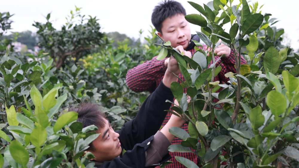 Why？泸州“95后”卖柚子，结果柚子叶“爆单”了？