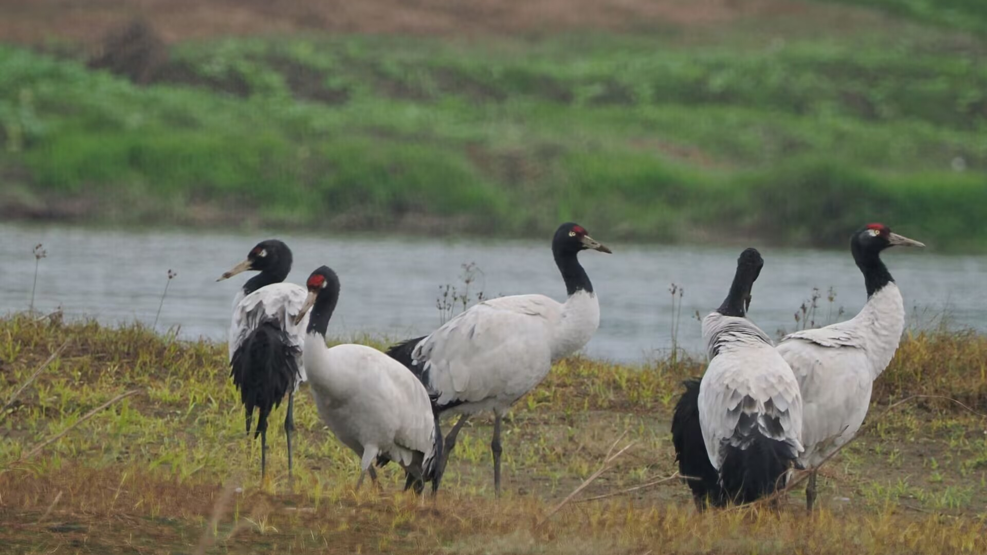 自贡：“稀客”到“常客”，“国宝”鸟类的选择，印证一座城的生态坚守